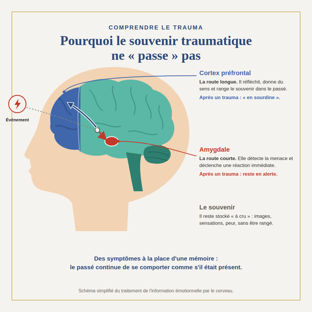 Schéma du cerveau : route longue par le cortex préfrontal et route courte par l’amygdale
